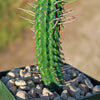 Euphorbia mammillaris corn cob