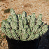 Euphorbia mammillaris variegata