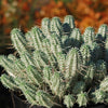 Euphorbia mammillaris variegata