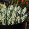 Euphorbia mammillaris variegata