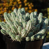 Euphorbia mammillaris variegata