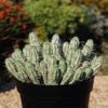 Euphorbia mammillaris variegata