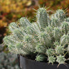 Euphorbia mammillaris variegata