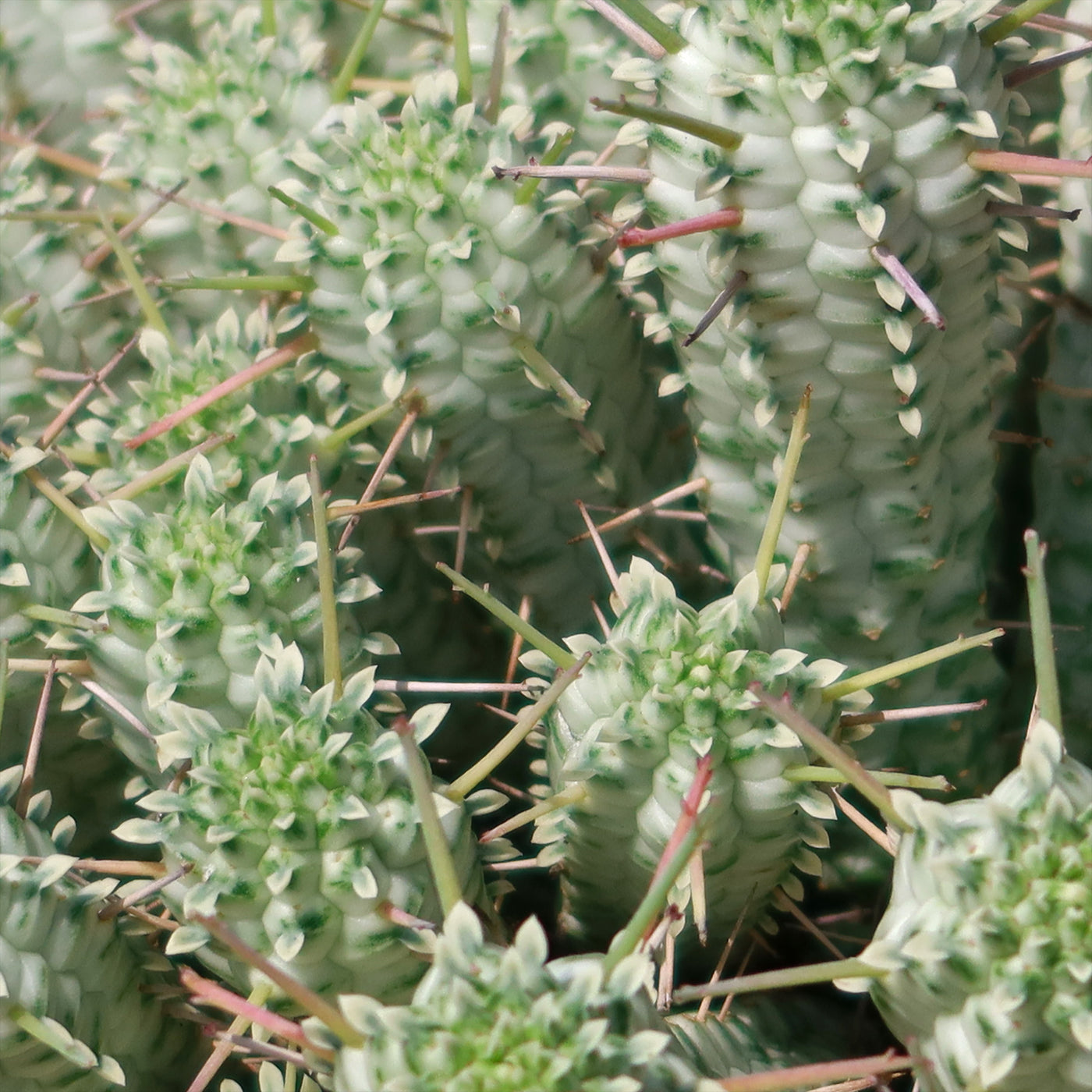 indian corn cob succulent Euphorbia Mammillaris Variegata | Indian corn cob cactus