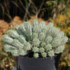 Euphorbia mammillaris variegata