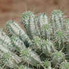 Euphorbia mammillaris variegata