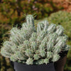 Euphorbia mammillaris variegata