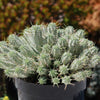 Euphorbia mammillaris variegata