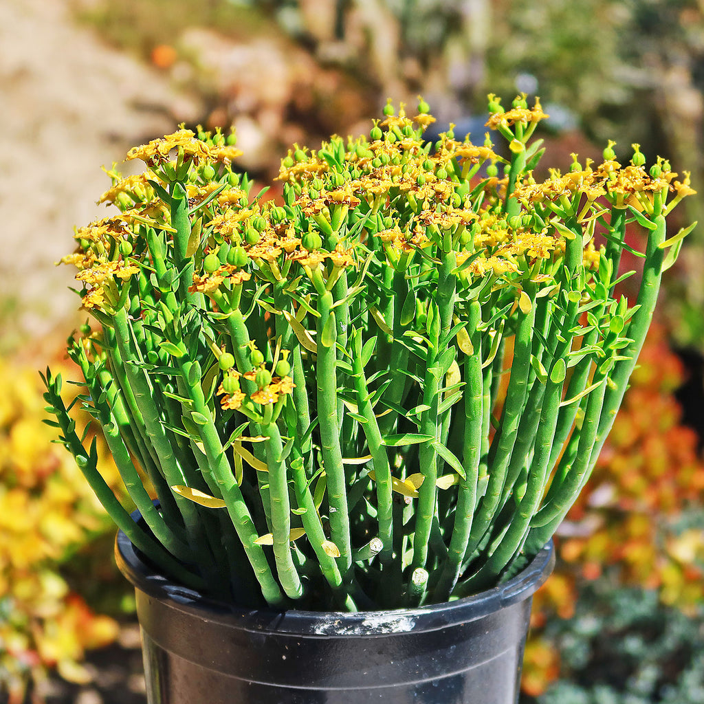house plants with milky sap Pencil Milk Bush