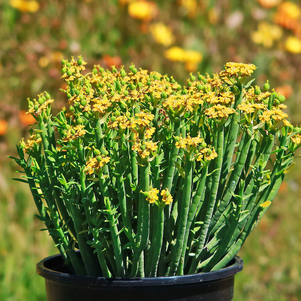 Pencil Milk Bush - Euphorbia Mauritanica