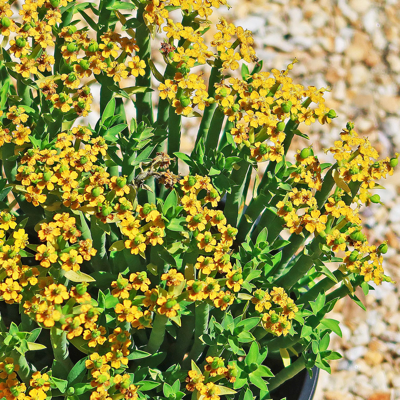milk bush succulent Order "Pencil Milk Bush - Euphorbia mauritanica"