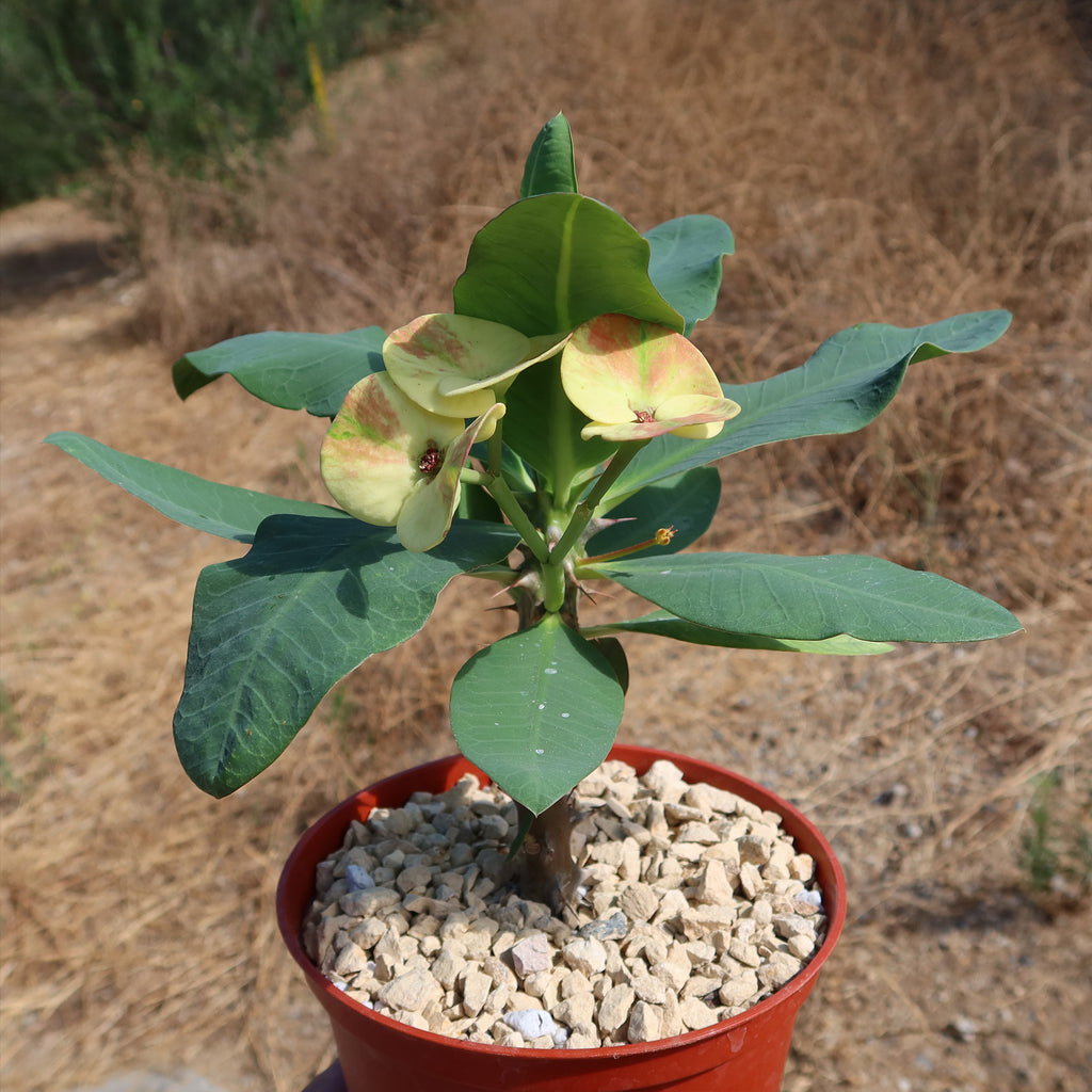 Euphorbia milii grandiflora nam chock-Yellow Red