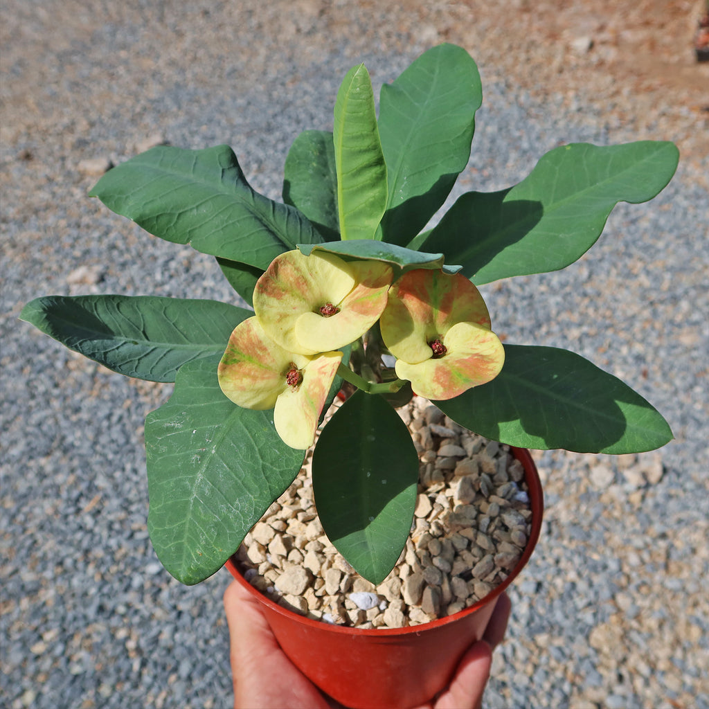 Euphorbia milii grandiflora nam chock-Yellow Red