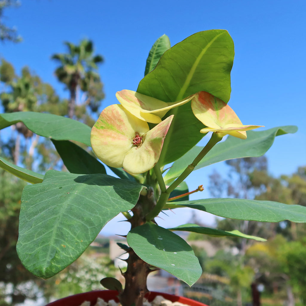 Euphorbia milii grandiflora nam chock-Yellow Red