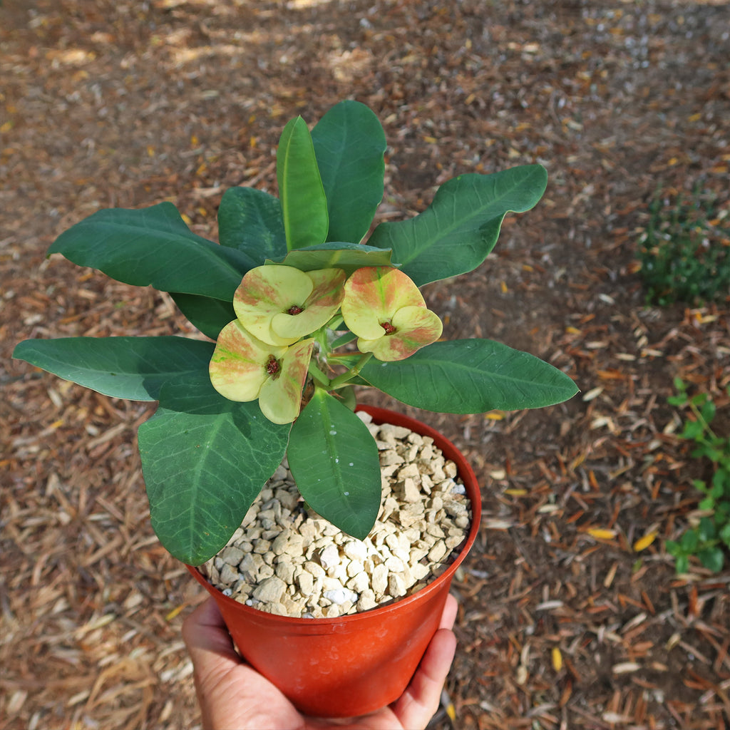 Euphorbia milii grandiflora nam chock-Yellow Red