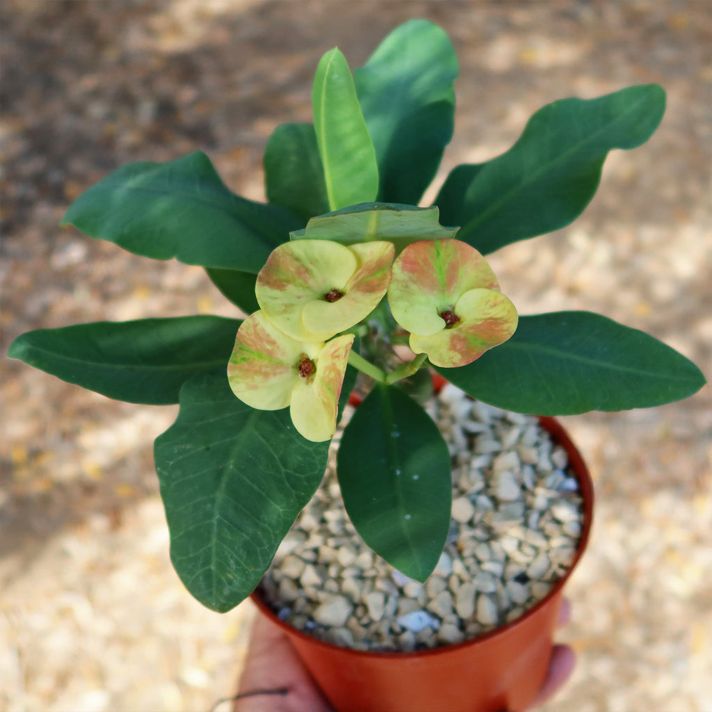 Euphorbia milii grandiflora nam chock-Yellow Red