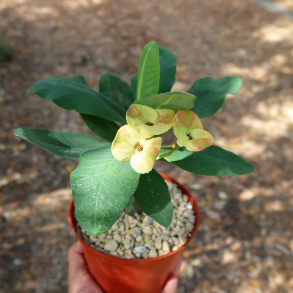 Euphorbia milii grandiflora nam chock-Yellow Red