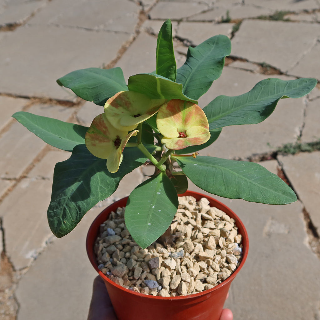 Euphorbia milii grandiflora nam chock-Yellow Red