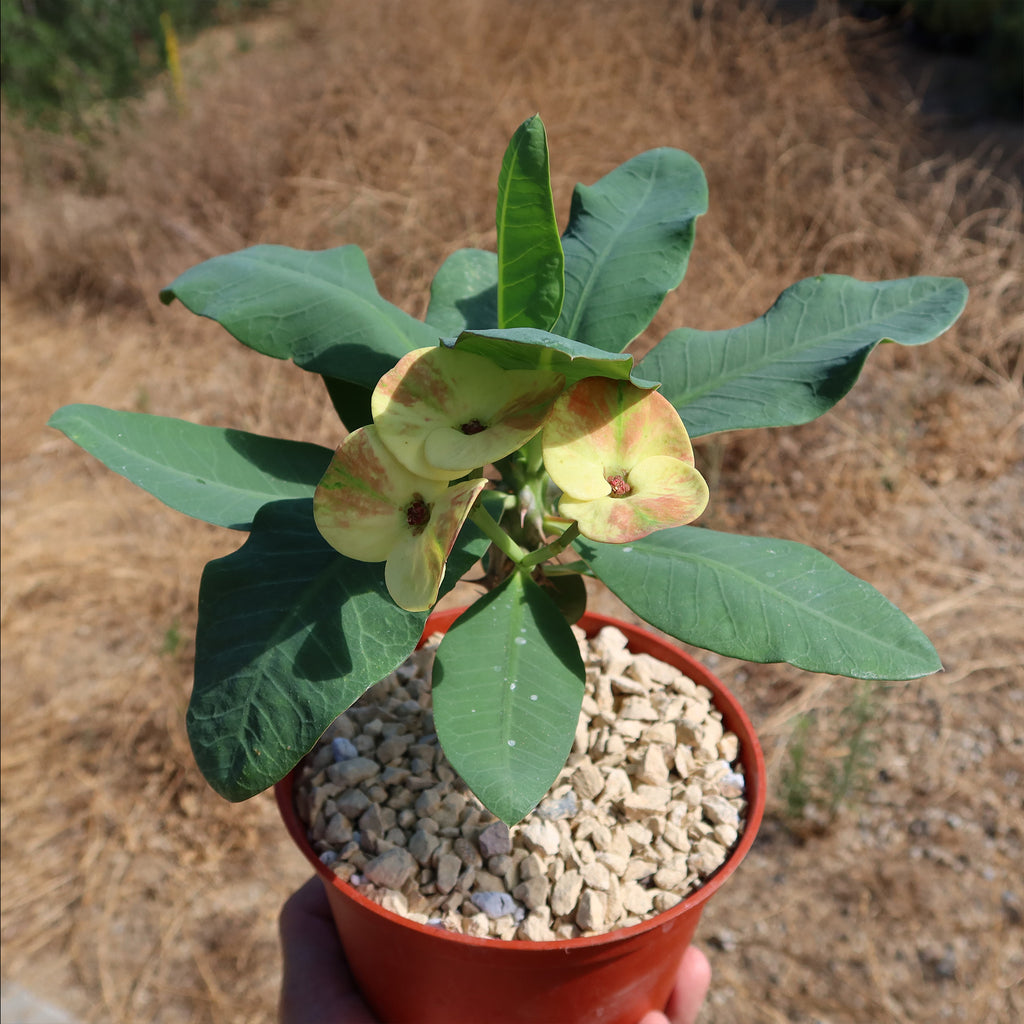 Euphorbia milii grandiflora nam chock-Yellow Red