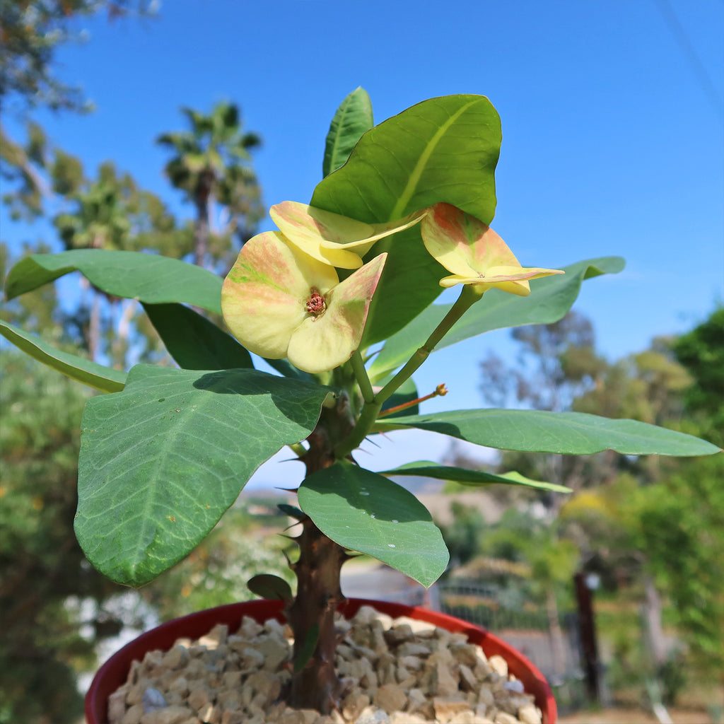 Euphorbia milii grandiflora nam chock-Yellow Red
