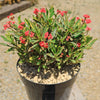 Euphorbia milii Crown of Thorns Variegated