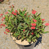 Euphorbia milii Crown of Thorns Variegated