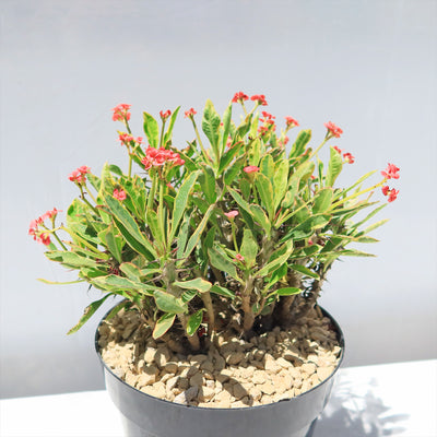 Euphorbia milii Crown of Thorns Variegated