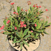 Euphorbia milii Crown of Thorns Variegated