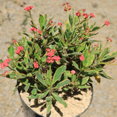 Euphorbia milii Crown of Thorns Variegated