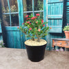 Euphorbia milii crown of thorns red