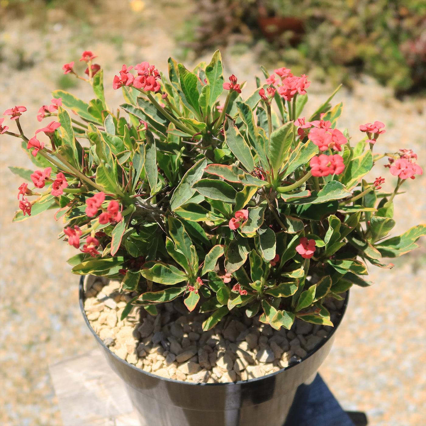 succulents with thorns bud shape Variegated Crown of Thorns | Easy-Care Plant