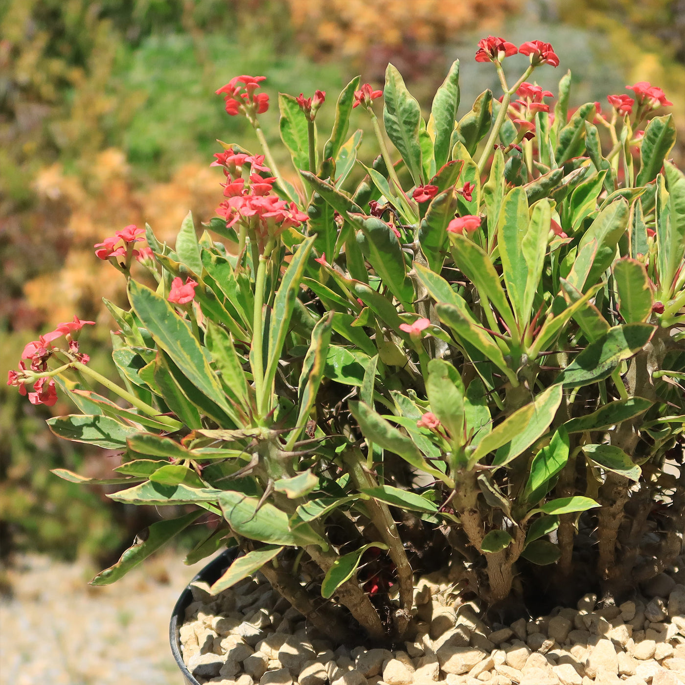 Euphorbia milii Crown of Thorns Variegated