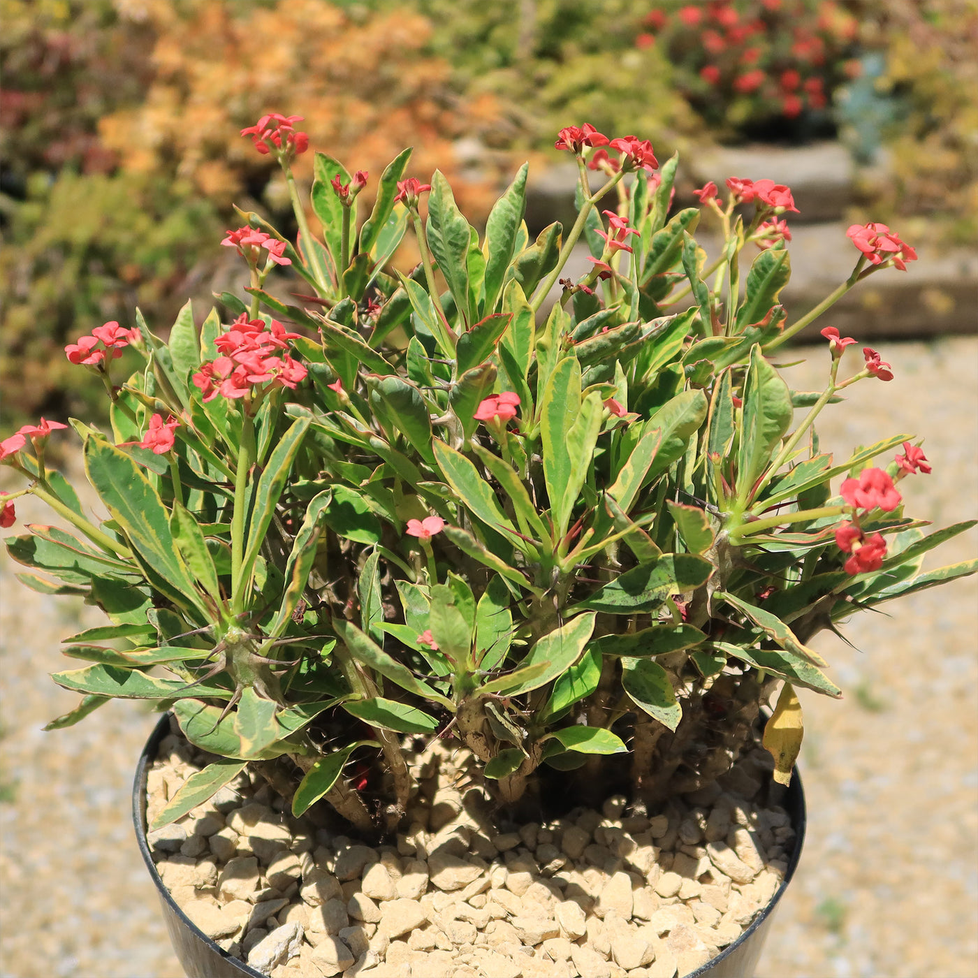 Euphorbia milii Crown of Thorns Variegated