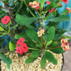 Euphorbia milii crown of thorns red