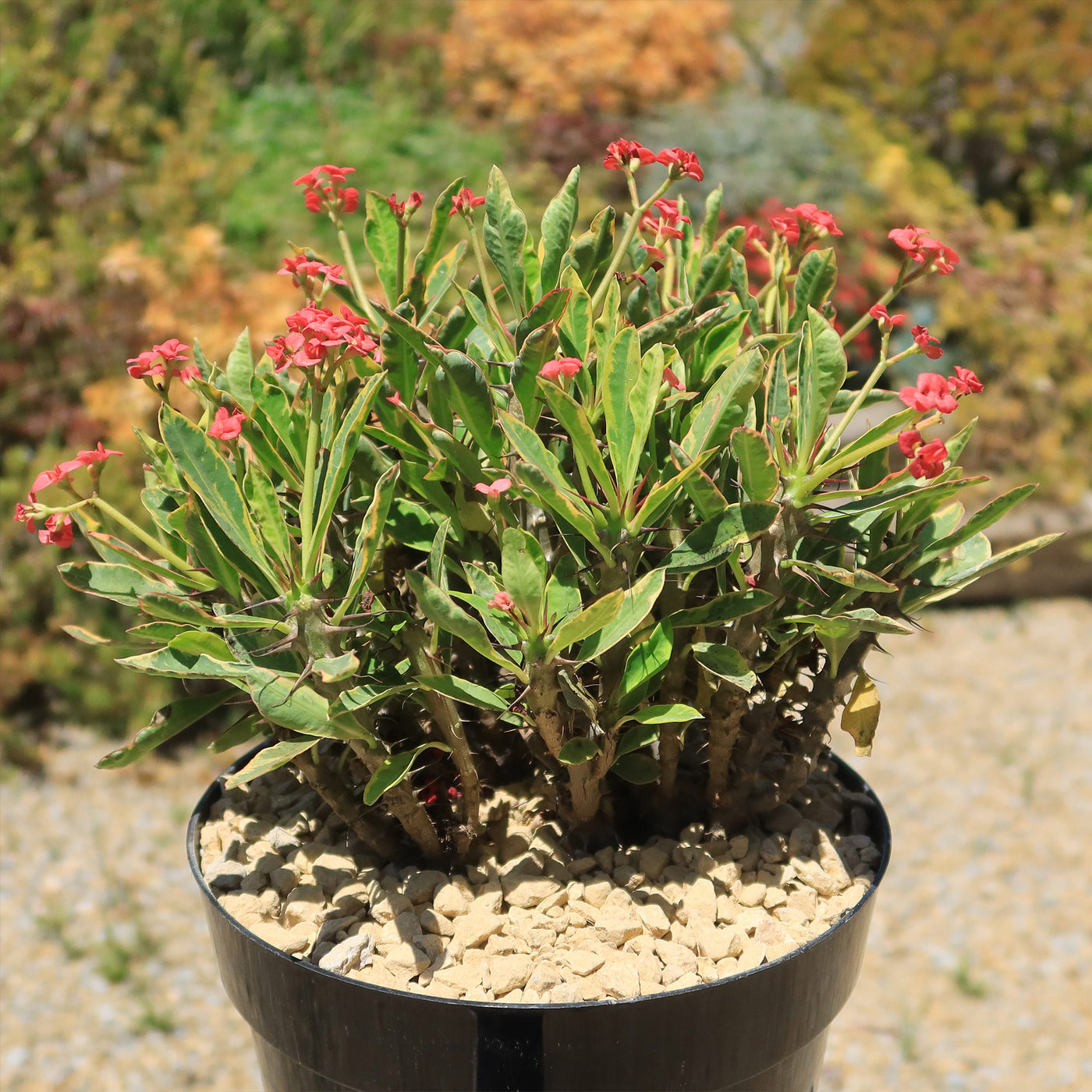 Euphorbia milii Crown of Thorns Variegated