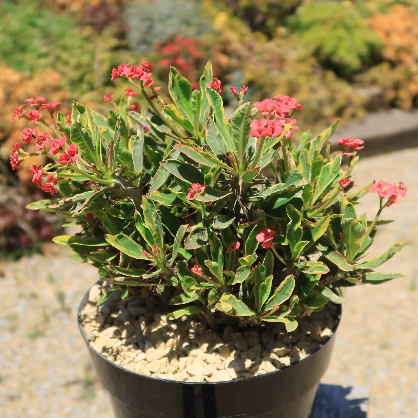 Euphorbia milii Crown of Thorns Variegated