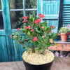 Euphorbia milii crown of thorns red
