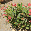 Euphorbia milii Crown of Thorns Variegated