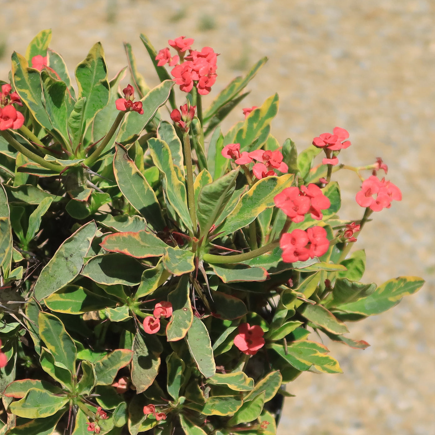 Euphorbia milii Crown of Thorns Variegated