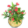 Euphorbia milii crown of thorns red