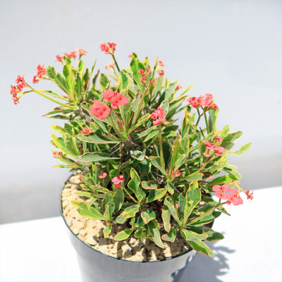 Euphorbia milii Crown of Thorns Variegated