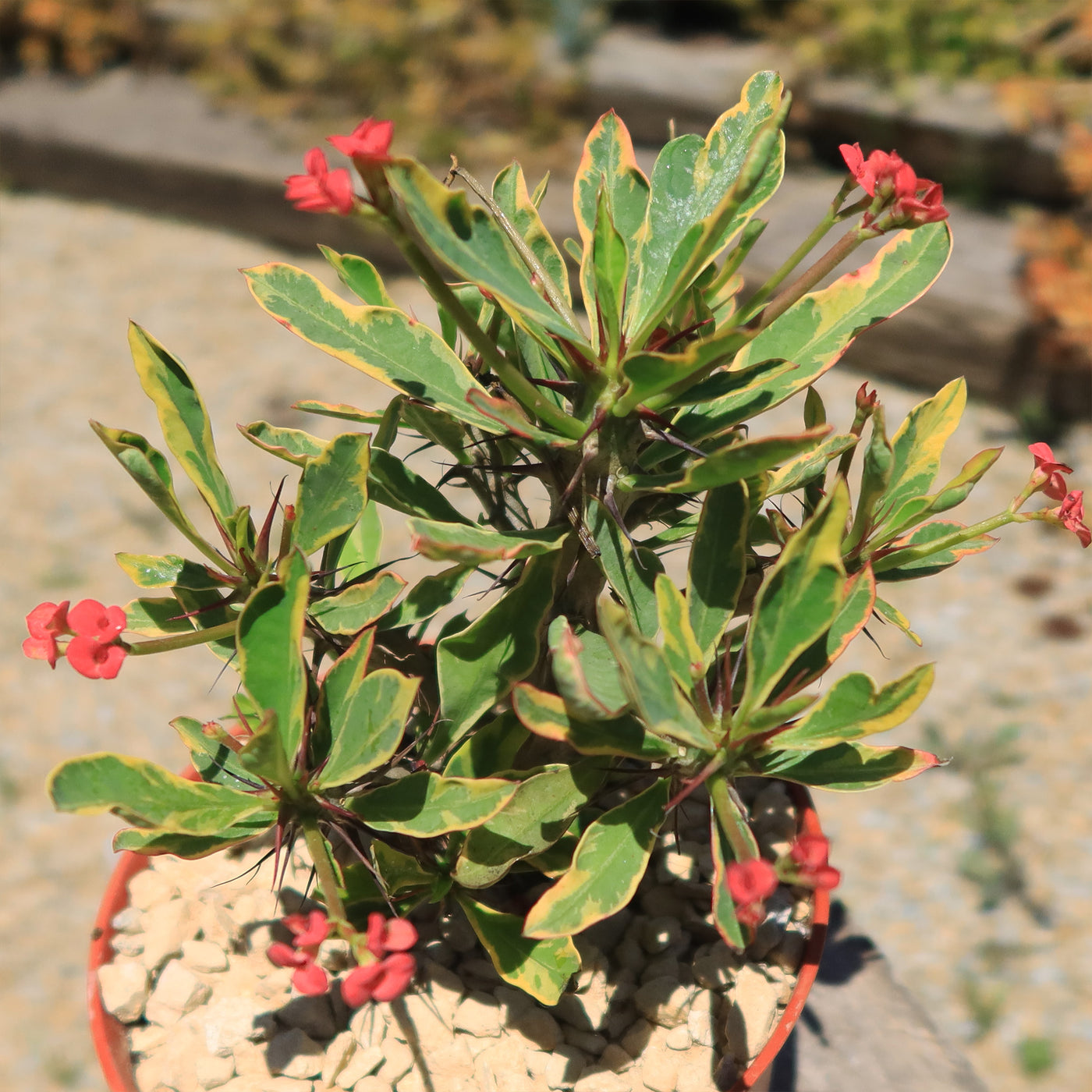 Euphorbia milii Crown of Thorns Variegated