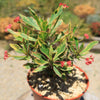 Euphorbia milii Crown of Thorns Variegated