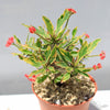 Euphorbia milii Crown of Thorns Variegated