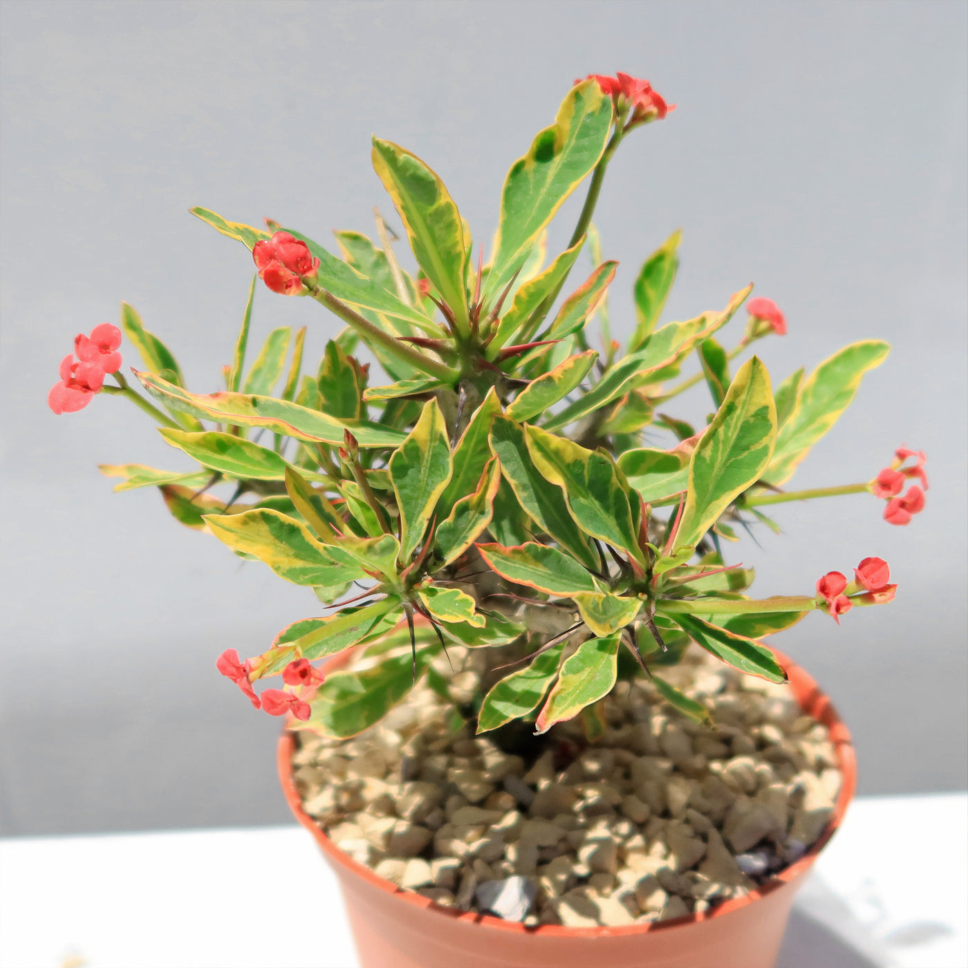 Euphorbia milii Crown of Thorns Variegated