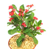 Euphorbia milii crown of thorns red
