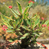 Euphorbia milii Crown of Thorns Variegated