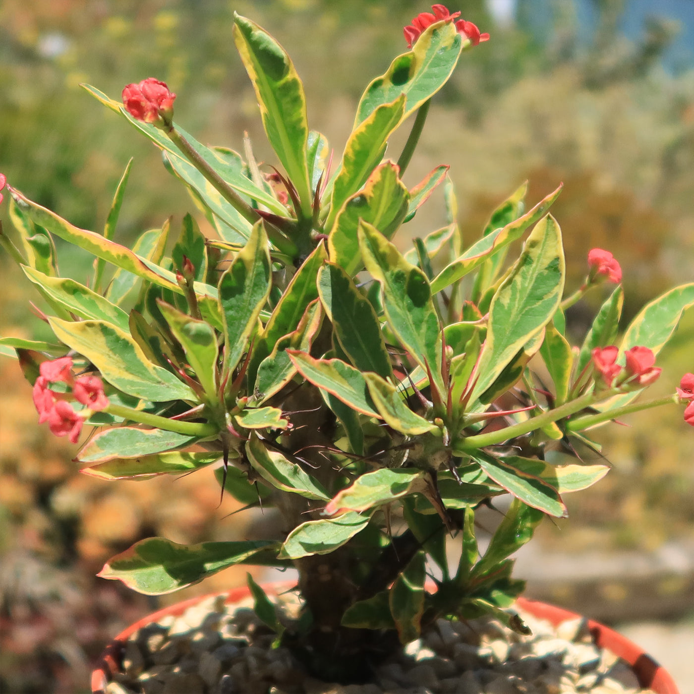 Euphorbia milii Crown of Thorns Variegated