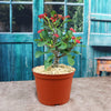 Euphorbia milii crown of thorns red