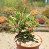 Euphorbia milii Crown of Thorns Variegated